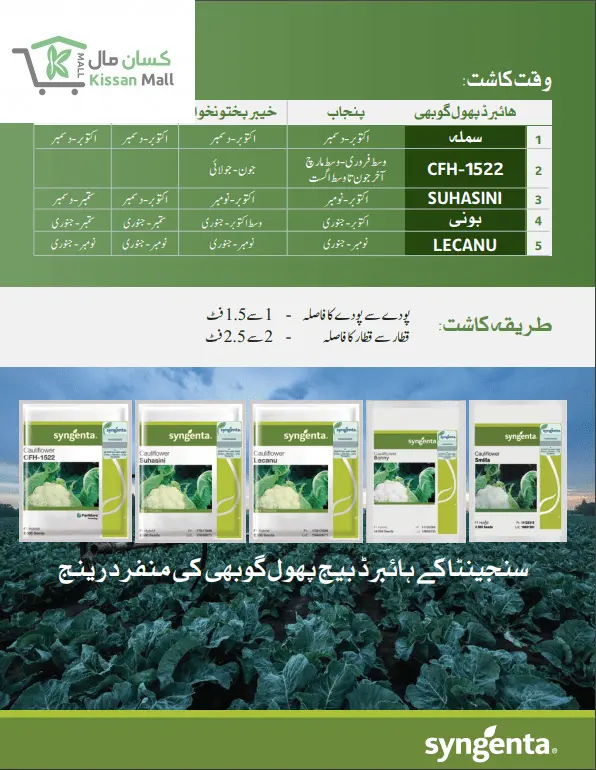 Cauliflower (Bonny-5000 seed pack) - Kissan Mall 