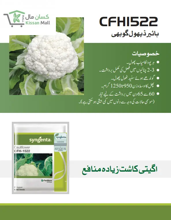 Cauliflower (CFH1522 -2500 seeds pack) - Kissan Mall 