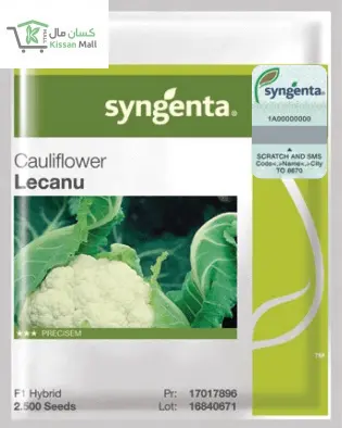 Cauliflower (LECANU-2500 seeds pack ) - Kissan Mall 