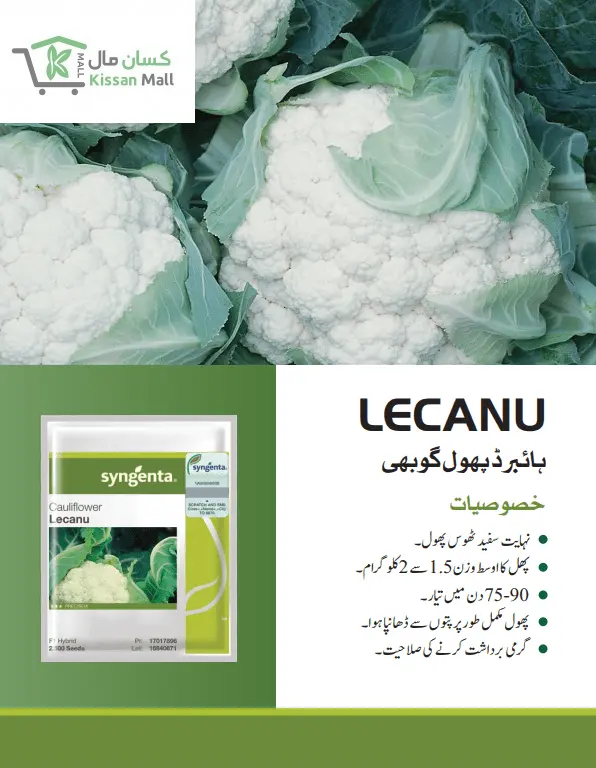 Cauliflower (LECANU-2500 seeds pack ) - Kissan Mall 