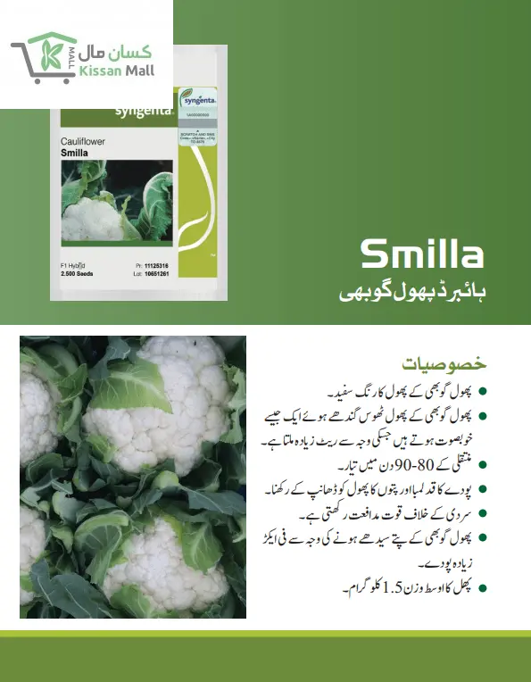 Cauliflower (Smilla-2500 seeds pack) - Kissan Mall 