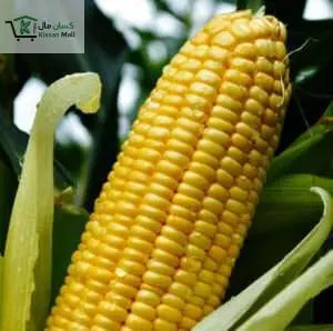 Corn (Sugar-75-1kg) - Kissan Mall 