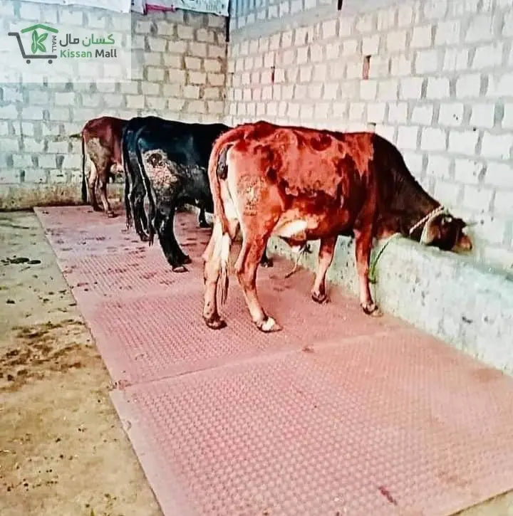 Cow Mat 26 mm, Length: 6ft Width: 4ft - Kissan Mall 