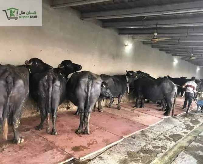 Cow Mat 28 mm, Length: 6ft Width: 4ft - Kissan Mall 