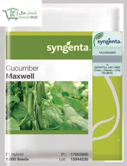 Cucumber (Maxwell-1000 seeds pack) - Kissan Mall 