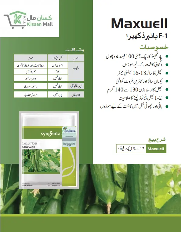 Cucumber (Maxwell-1000 seeds pack) - Kissan Mall 