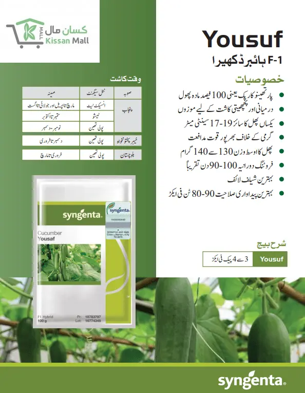 Cucumber (Yousuf-100g) - Kissan Mall 