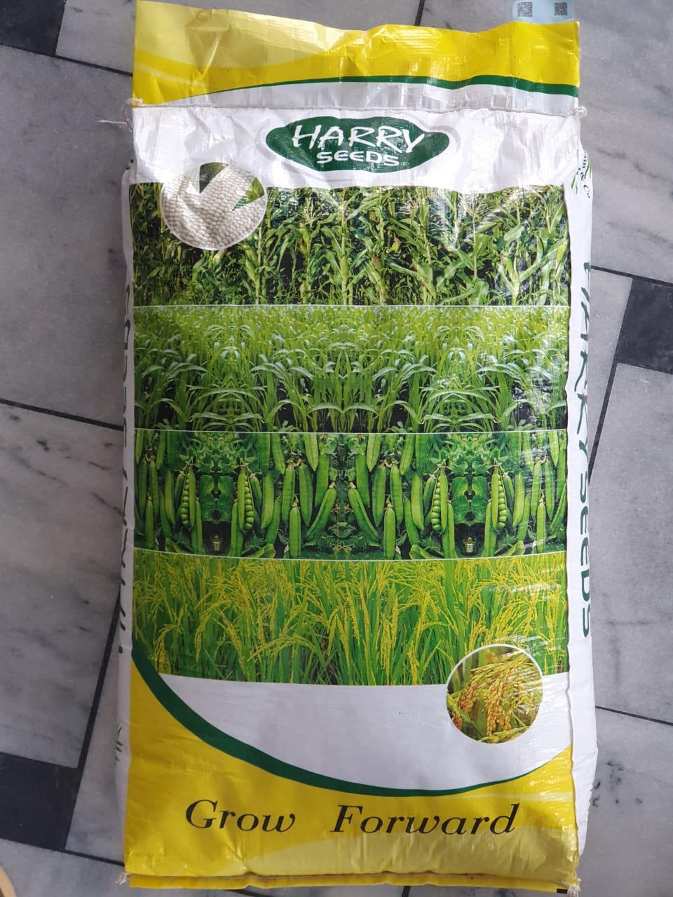 Maize Fodder - Sorghum Sudan Grass - kissanmall.pk 