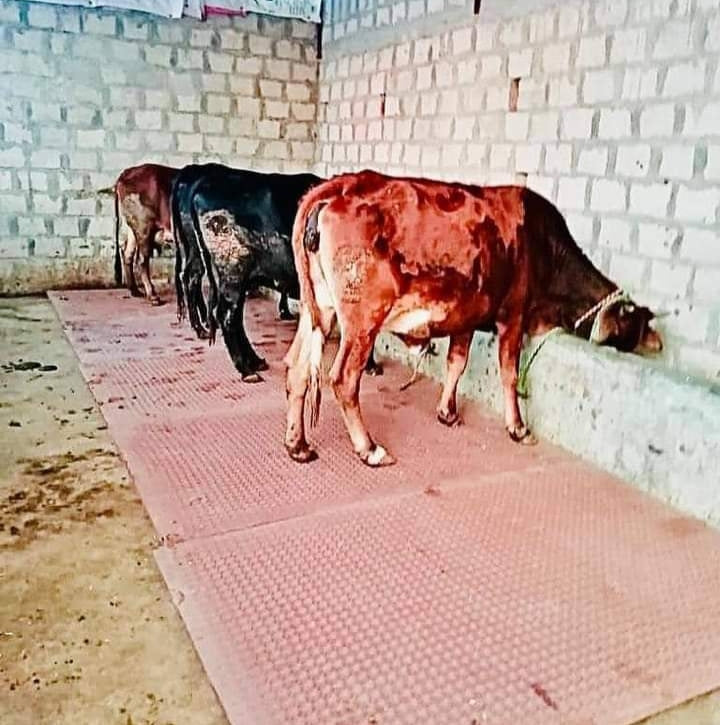 Cow Mat - Kissan Mall 